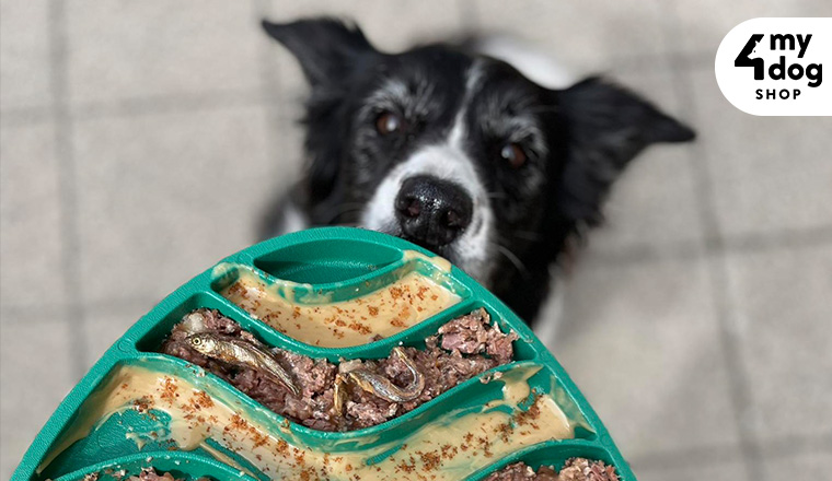 Vigyen új színt kis kedvence etetésébe!